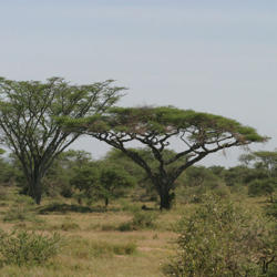 Acacia Forest