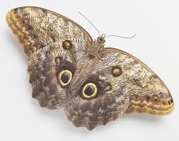 Owl Butterfly Owl Butterfly